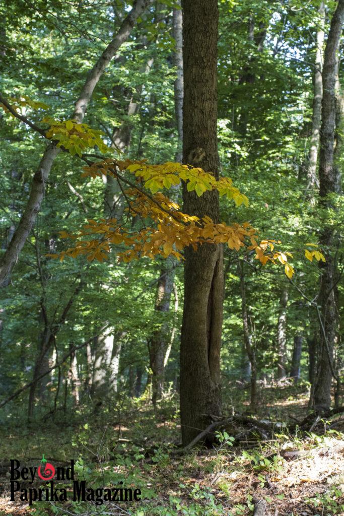 Autumn leaves in Pilis forrest
